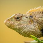 ペット火葬できない動物はいる?火葬できない種類や注意点を解説