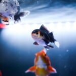金魚や熱帯魚も火葬できる？ペットを見送るための方法をご紹介！