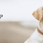 株式会社ココロニアの口コミや評判